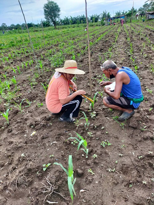 KSK Farmer: ‘Nasa puso ko ang pagtatanim’