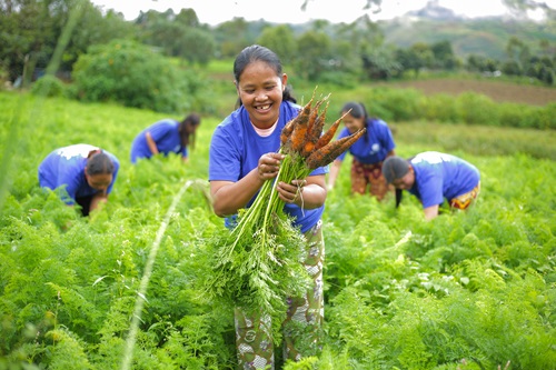 KSK farmers from Brgy. Miarayon supplies SM Markets’ In-Season Specials section in SM City CDO Uptown and SM CDO Downtown.