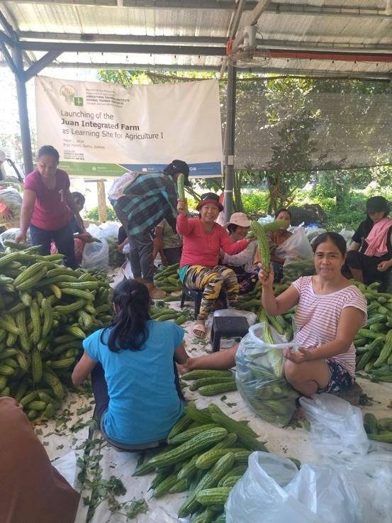 Using the techniques he learned throughout the years, Juan’s family was able to earn six figures in one cropping season.

